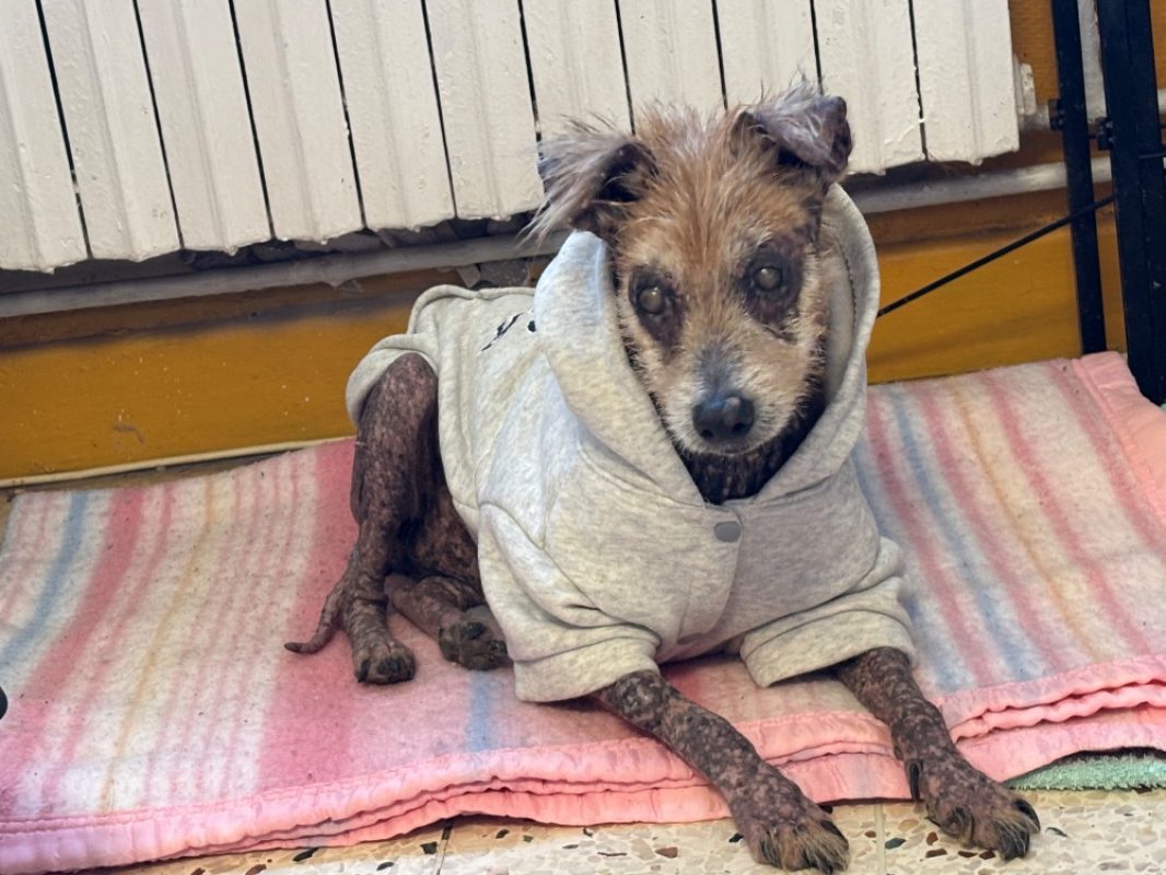 Jumpy - Chien à adopter