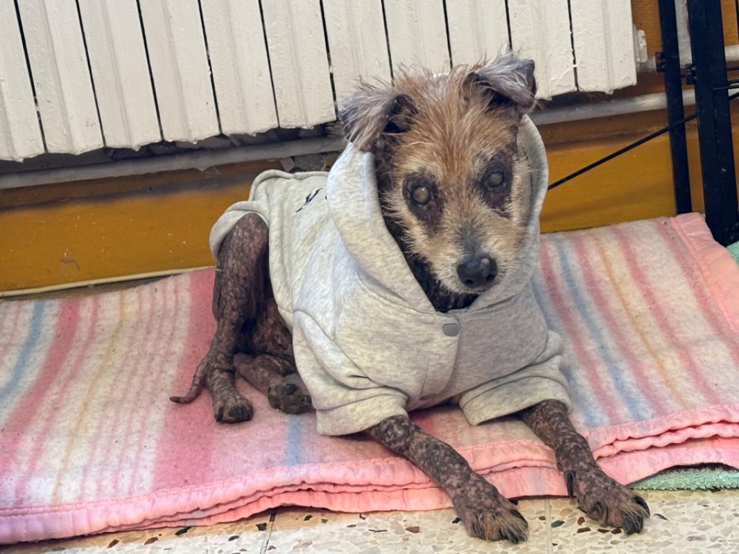 Jumpy - Chien à adopter - photo 2