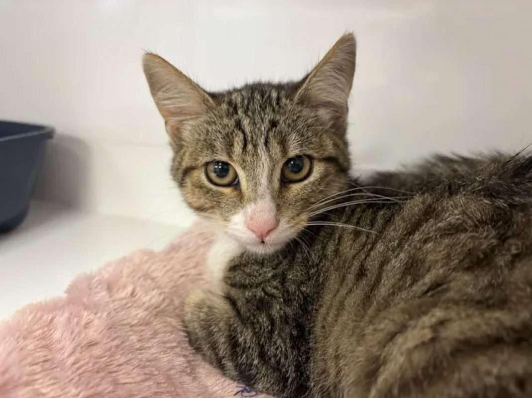 Dalila - Chat Européen à adopter
