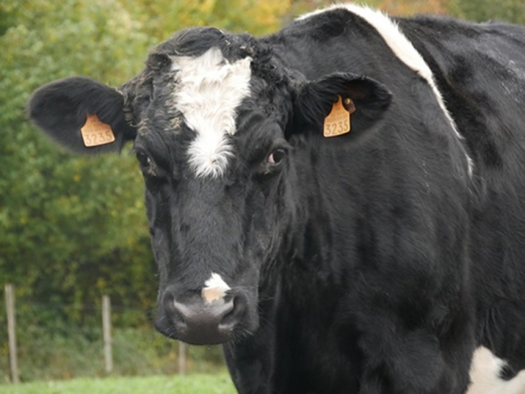 Photo de ClÉsdesvilles