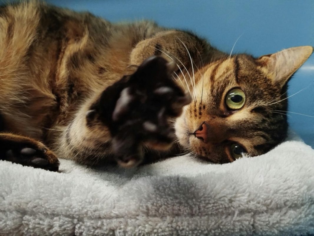 Zelie - Chat Européen à adopter