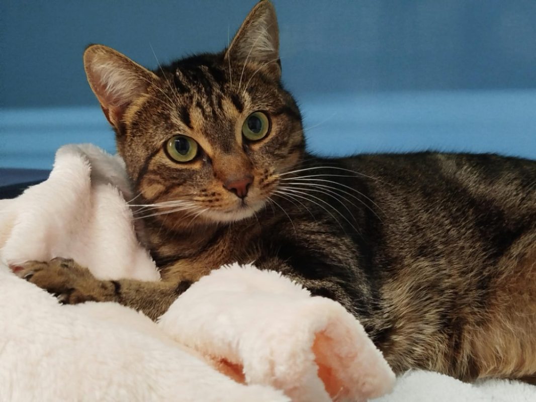 Zelie - Chat Européen à adopter - photo 2