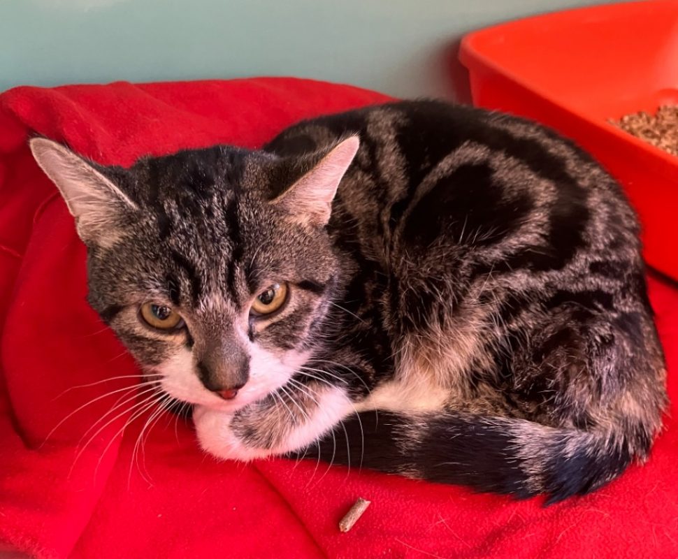 Chiro - Chat Européen à adopter