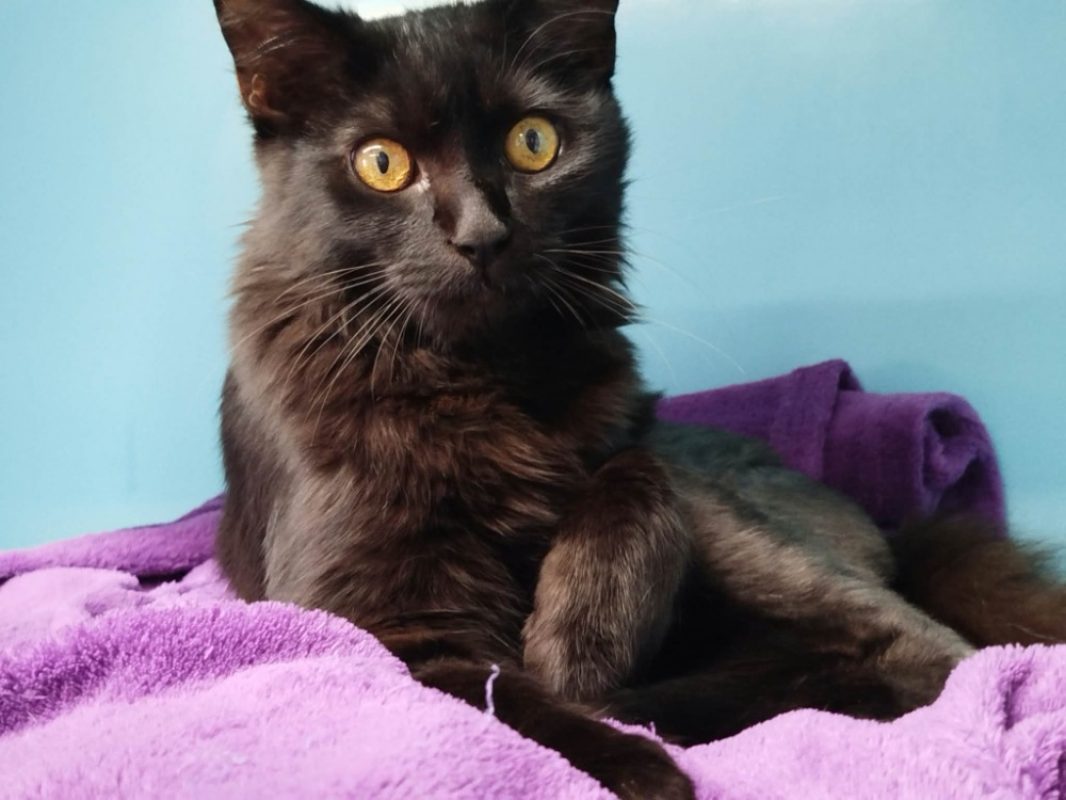 Minuit - Chat Européen à adopter