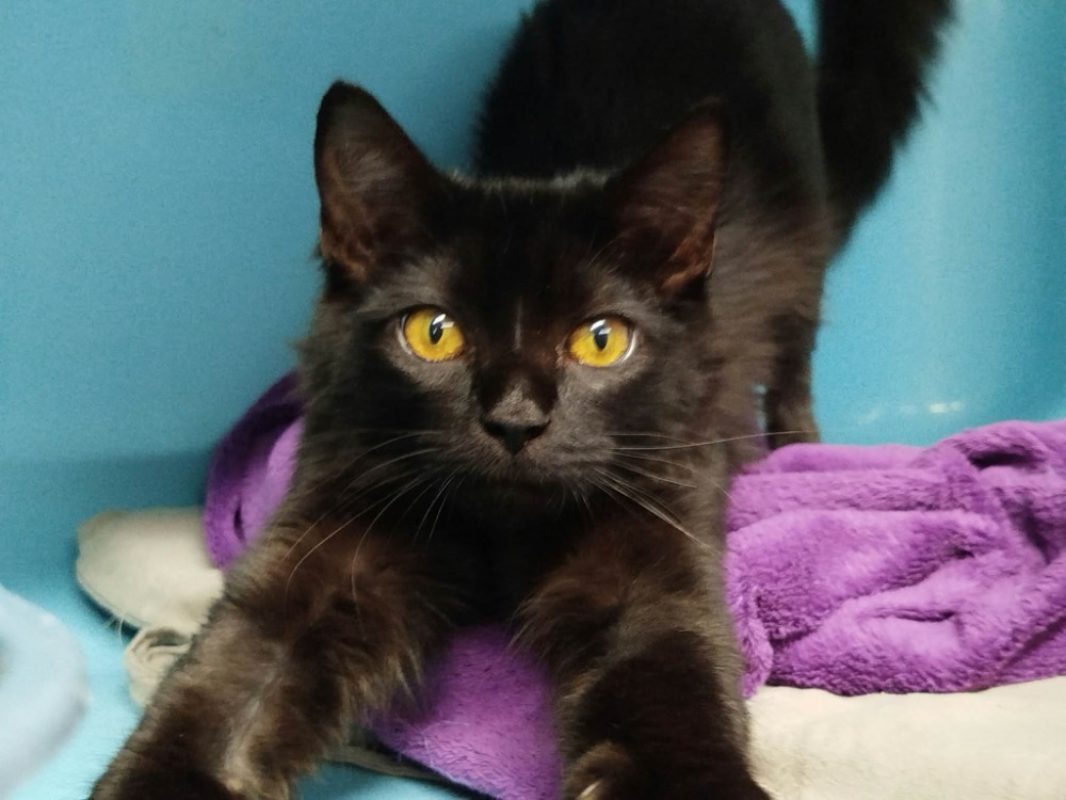 Minuit - Chat Européen à adopter - photo 2