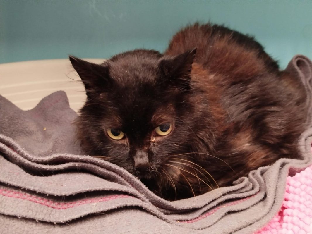 Alfred - Chat Européen à adopter