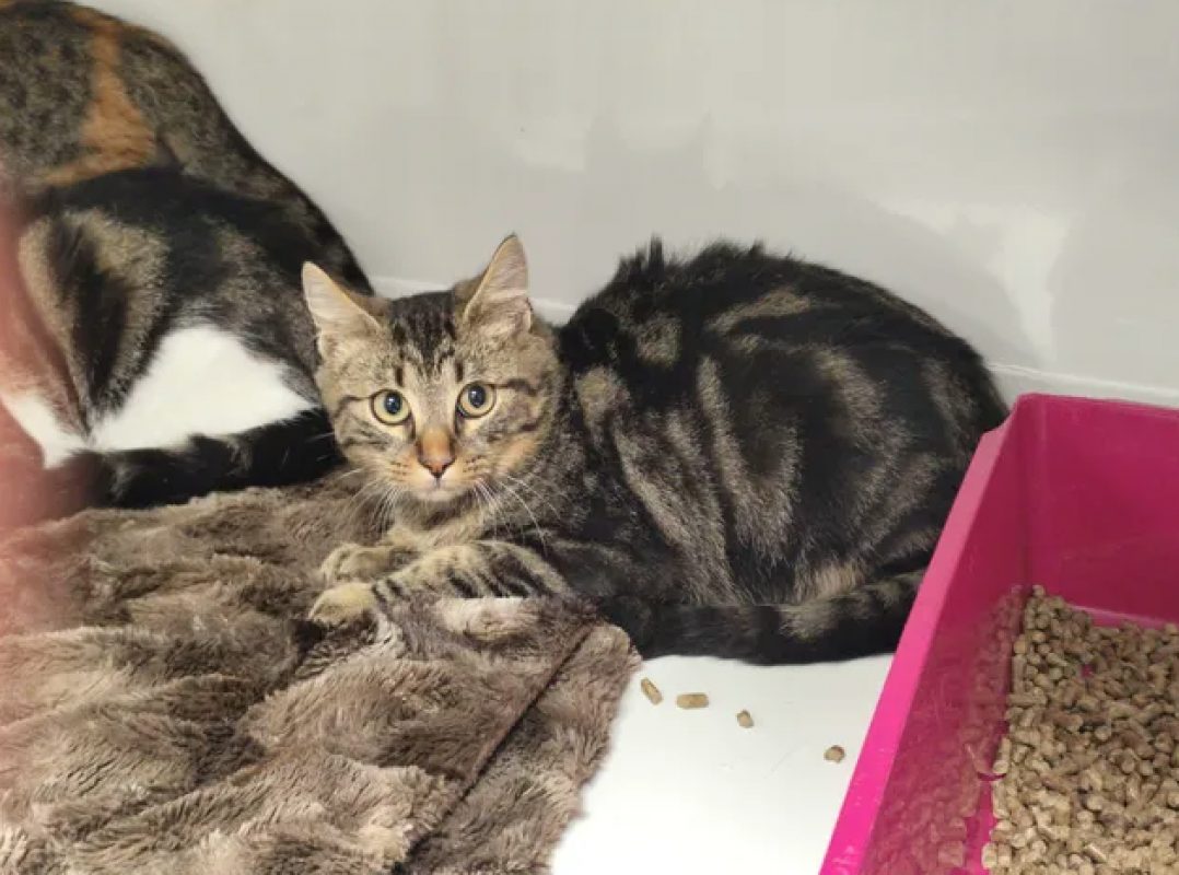 Jules - Chat Européen à adopter