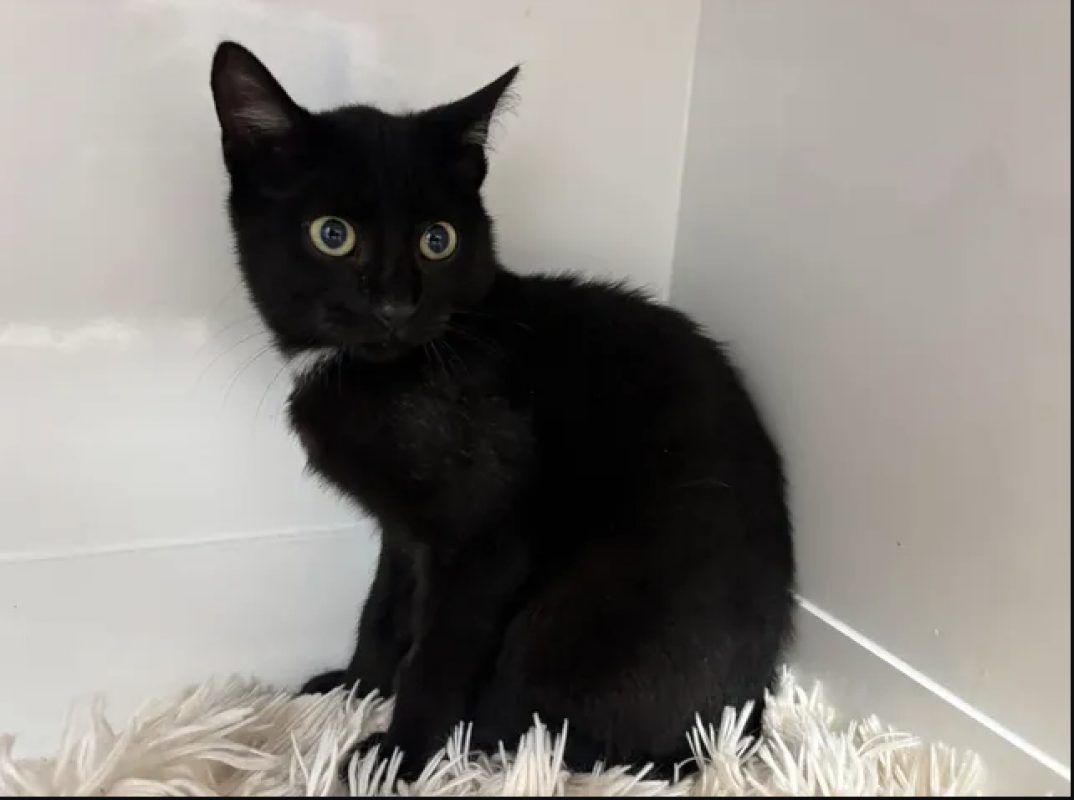 Baltazar - Chat Européen à adopter