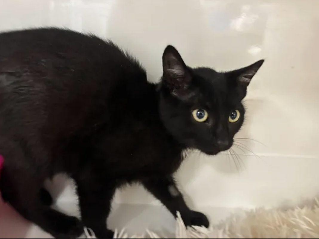 Baltazar - Chat Européen à adopter - photo 2
