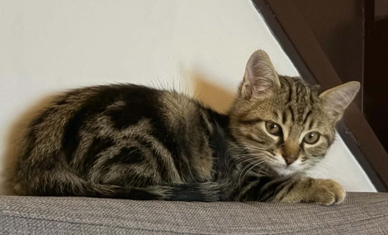 Tournesol - Chat Européen à adopter