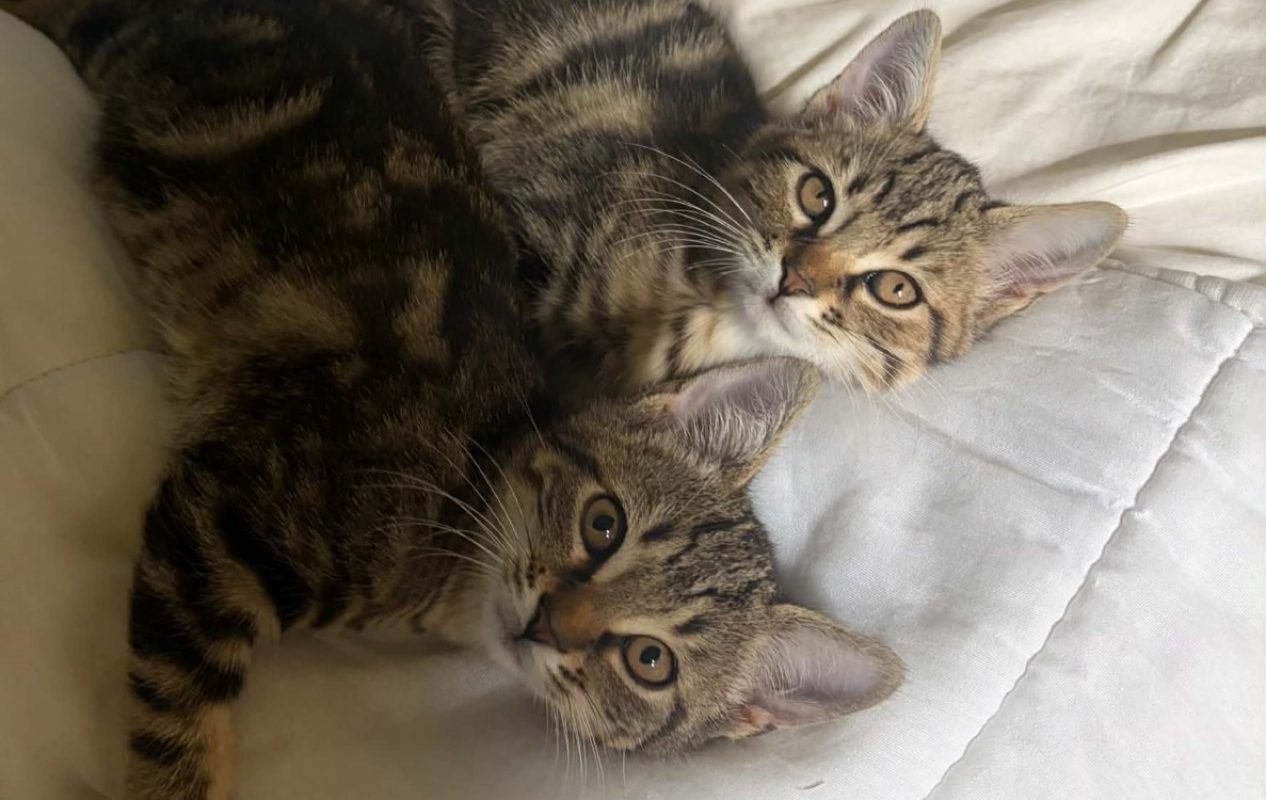 Tournesol - Chat Européen à adopter - photo 2