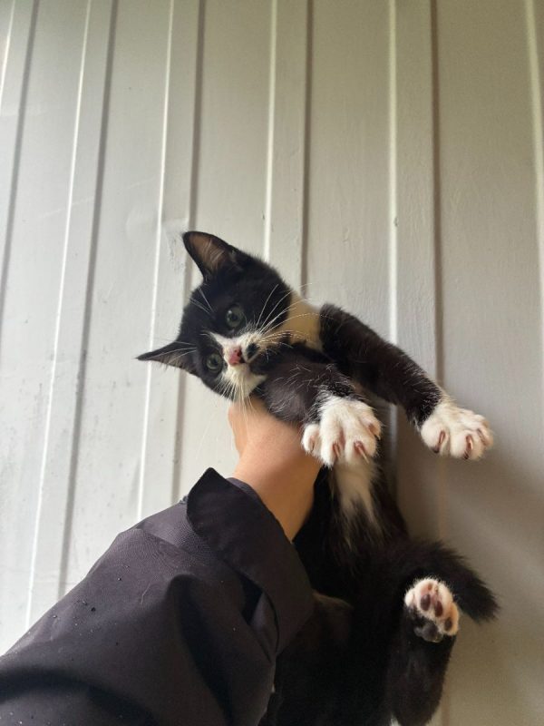 BIMBO - Chat Européen à adopter - photo 3