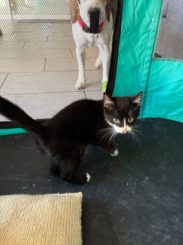 BIMBO - Chat Européen à adopter - photo 4