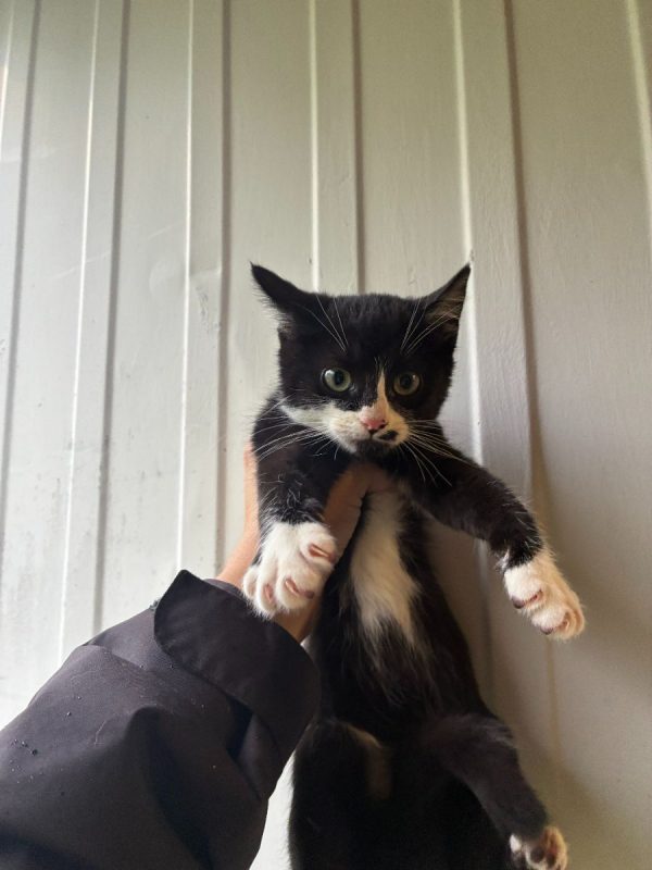 BIMBO - Chat Européen à adopter
