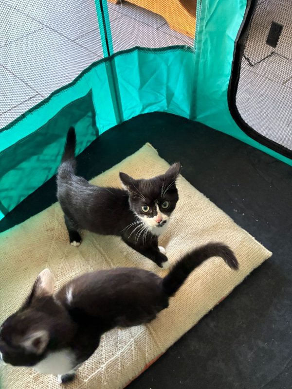 BIMBO - Chat Européen à adopter - photo 2