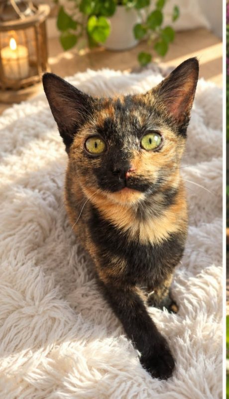 BAHIA - Chat Européen à adopter - photo 2