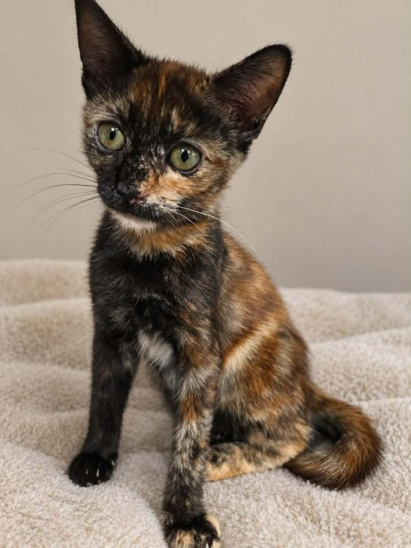 BAHIA - Chat Européen à adopter