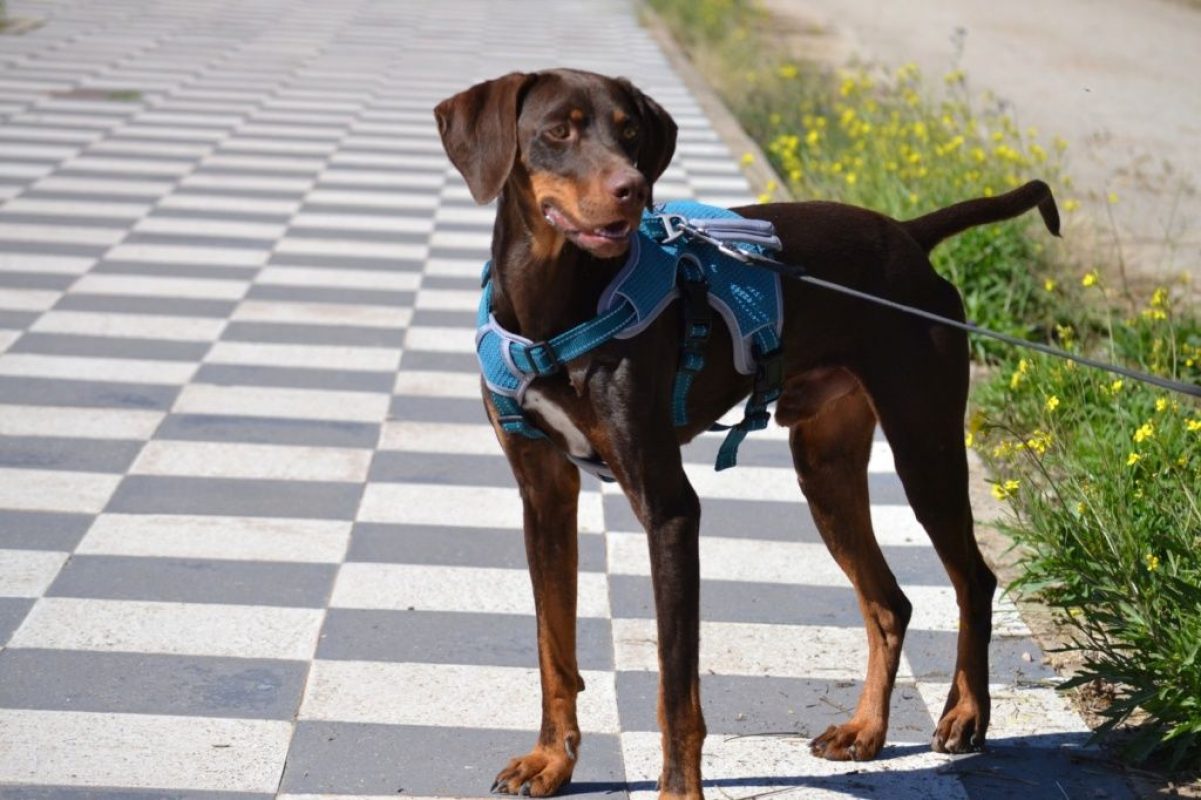 GASTON - Chien à adopter - photo 6