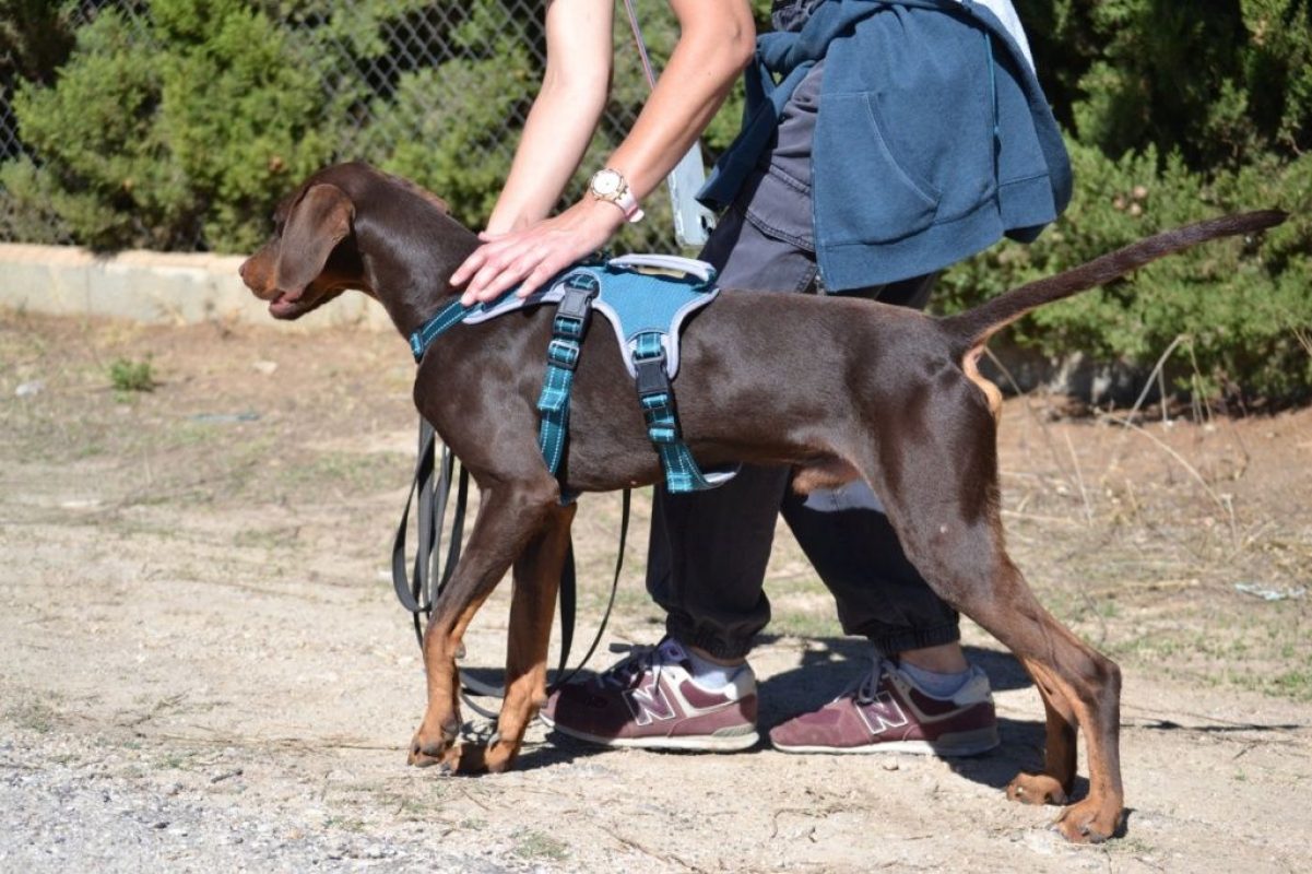 GASTON - Chien à adopter - photo 3