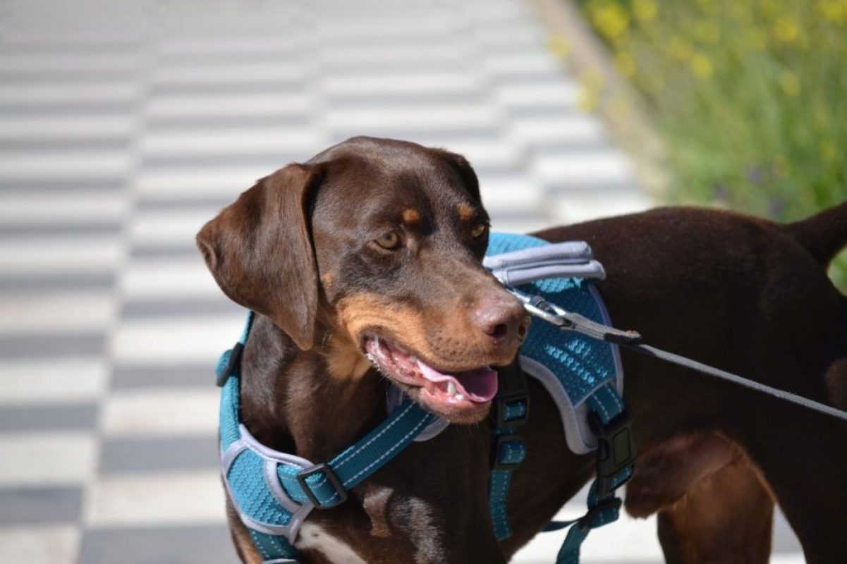 GASTON - Chien à adopter - photo 7