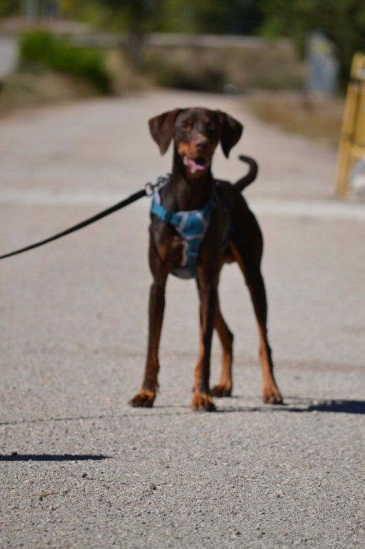 GASTON - Chien à adopter - photo 5