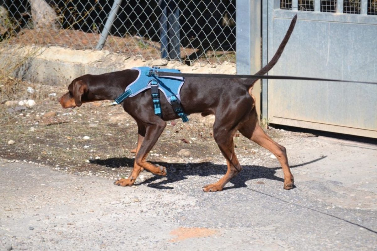 GASTON - Chien à adopter - photo 4