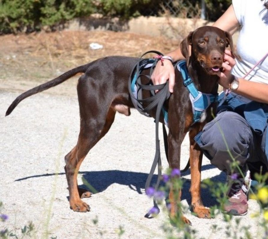 GASTON - Chien à adopter - photo 2
