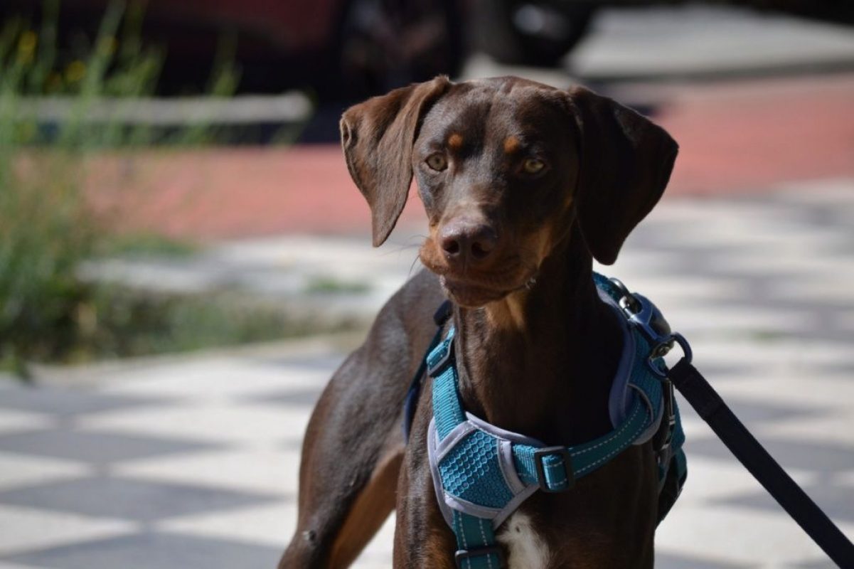 GASTON - Chien à adopter
