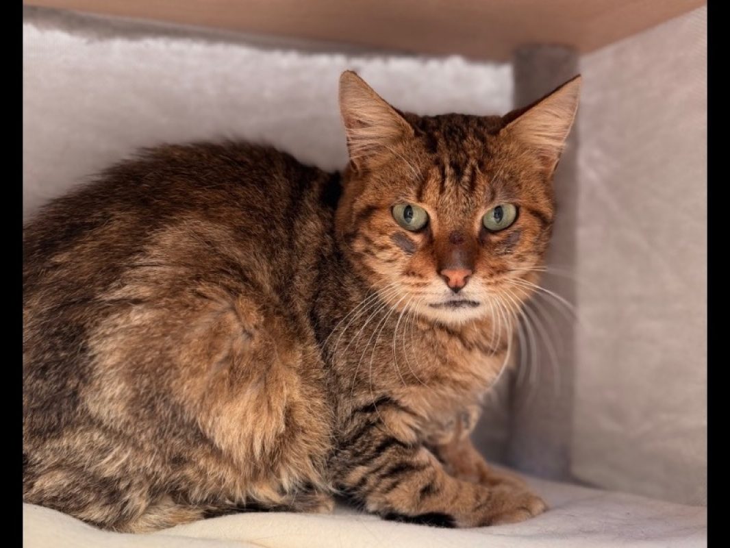 Sahara - Chat Européen à adopter