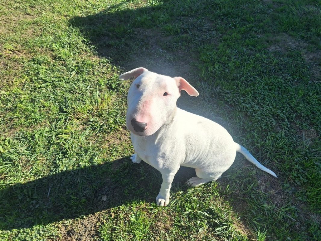 Jason a trouve sa famille - Chien Bull Terrier à adopter
