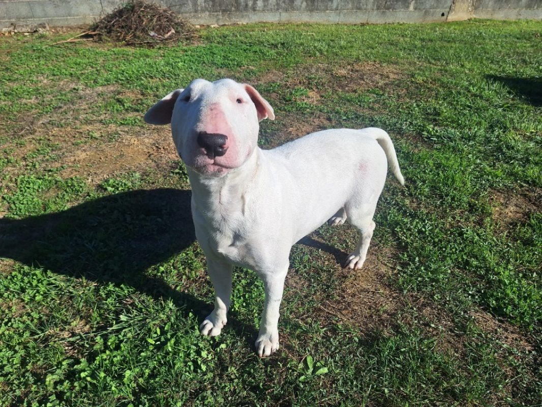 Jason a trouve sa famille - Chien Bull Terrier à adopter - photo 2