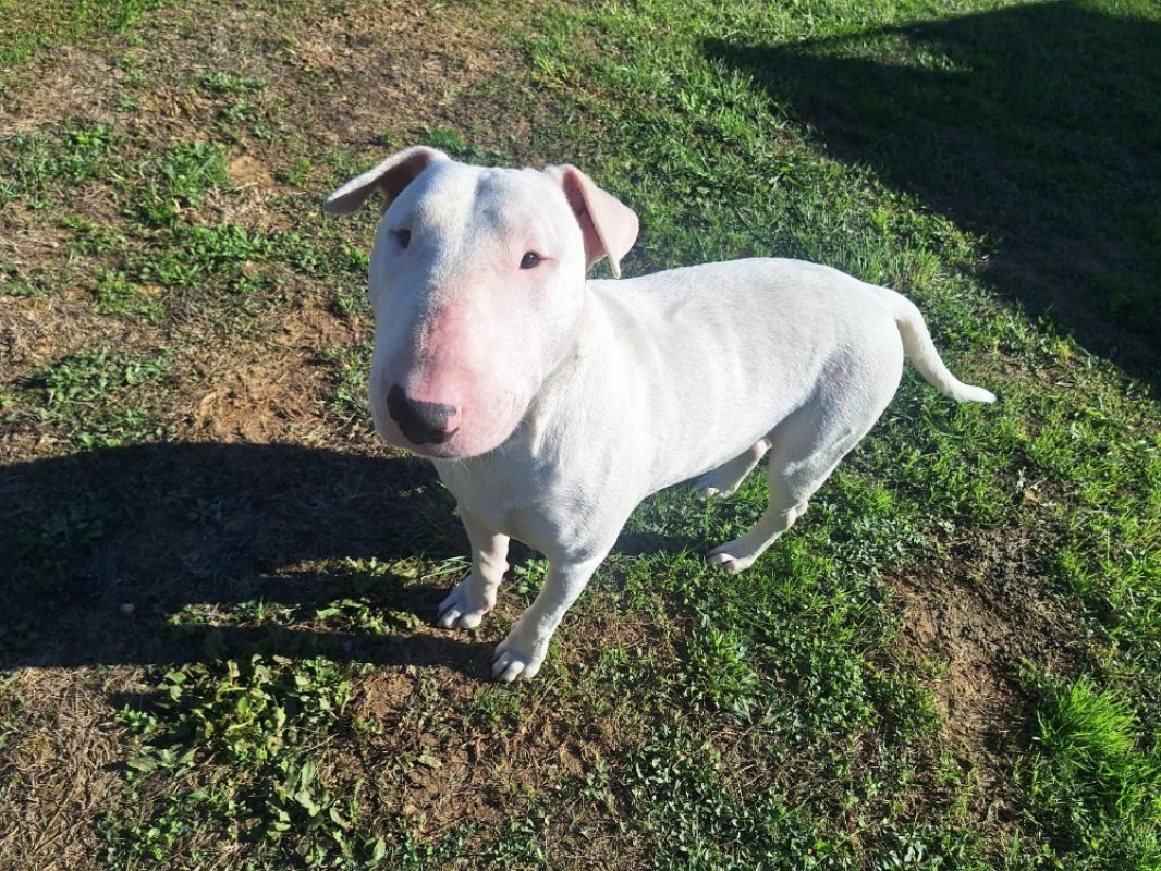 Jason a trouve sa famille - Chien Bull Terrier à adopter - photo 3