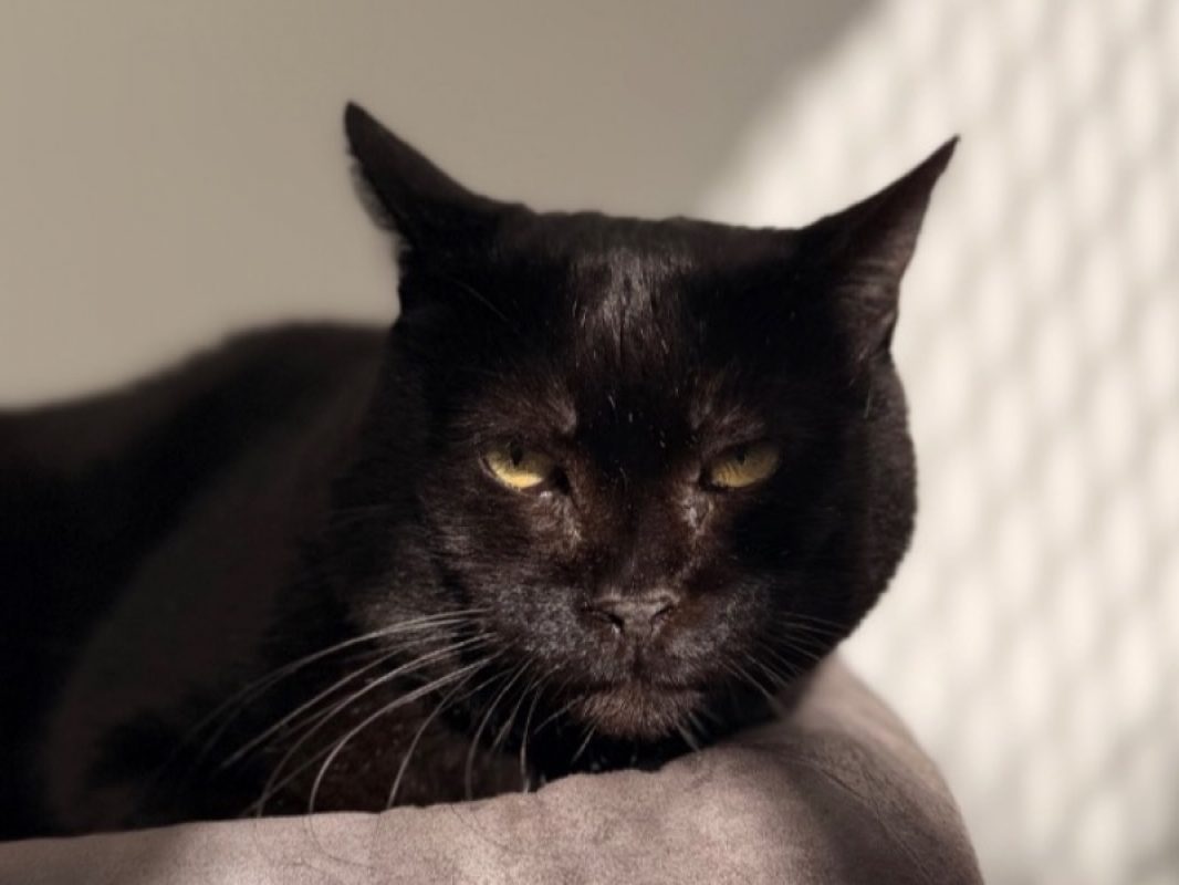 Murphy - Chat Européen à adopter