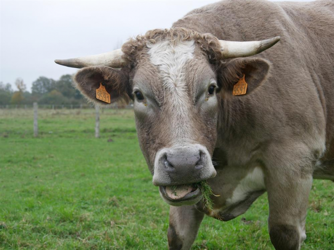 Photo #2 de Santiano