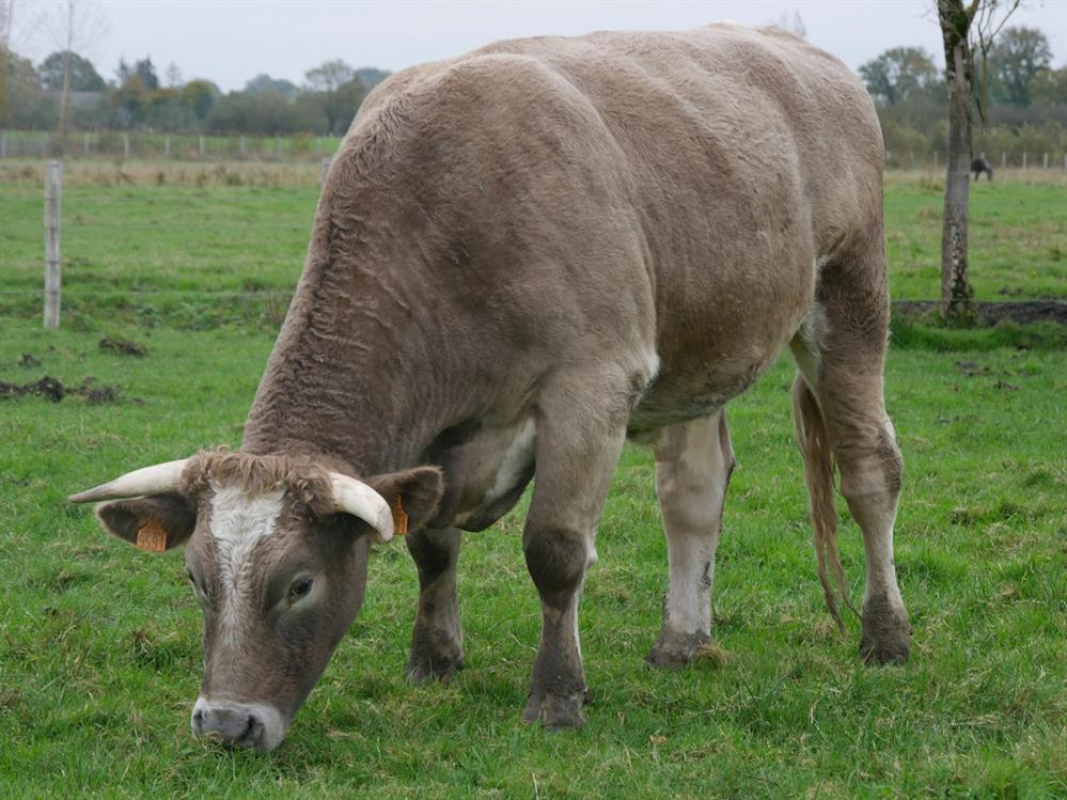 Photo #1 de Santiano