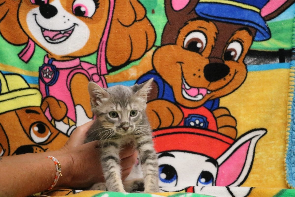 Pichu - Chat Européen à adopter
