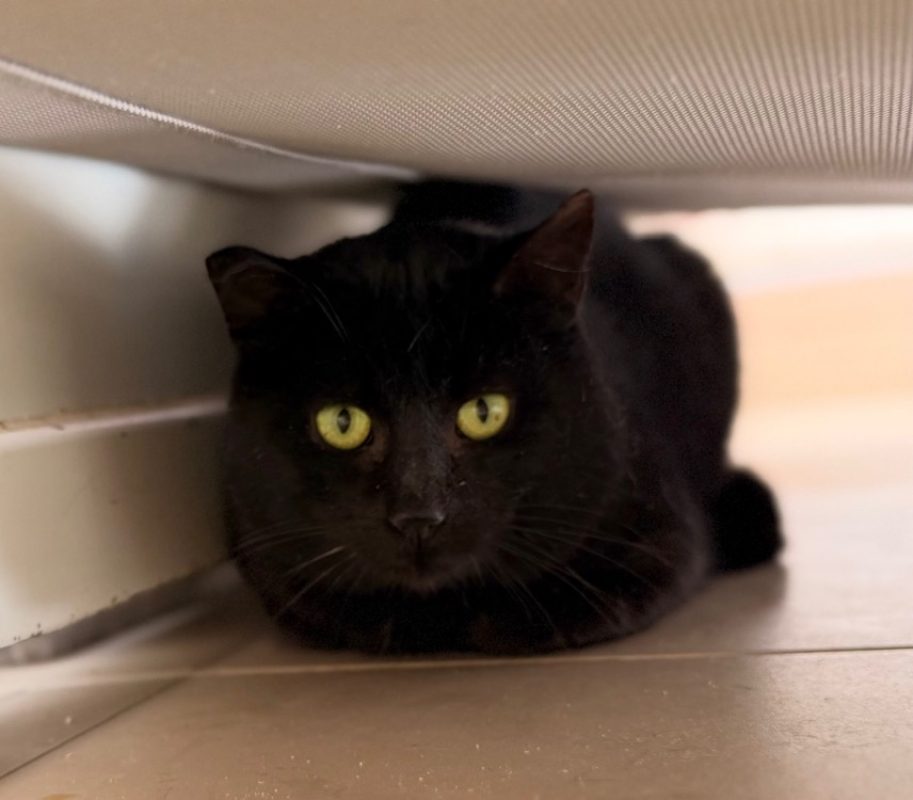 Phantom - Chat Européen à adopter