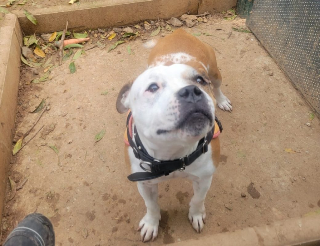 Skoll - Chien Staffordshire Bull Terrier à adopter