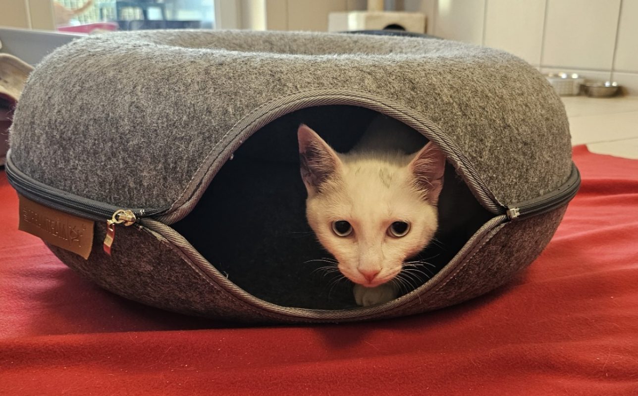 Blanchette - Chat Européen à adopter