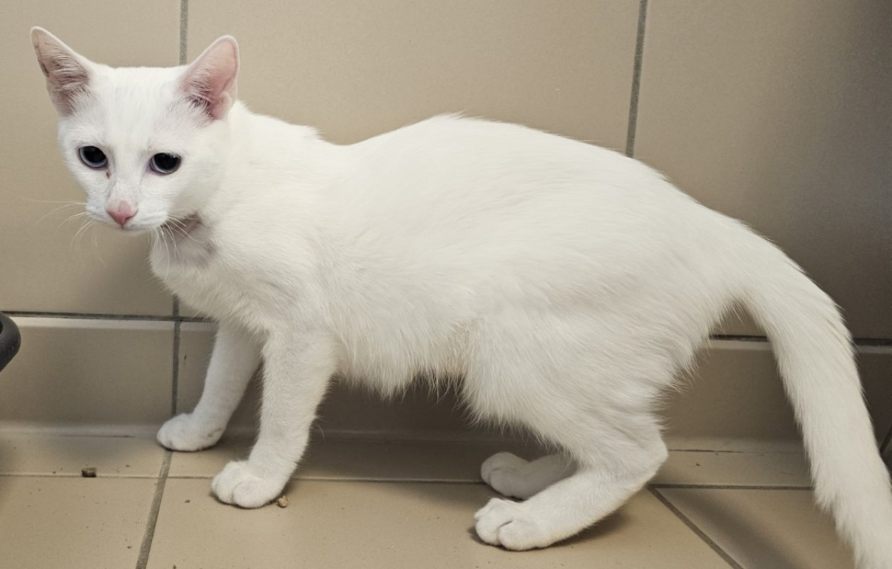 Blanche - Chat Européen à adopter