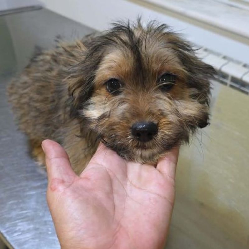 SCOOBY - Chien à adopter - photo 3