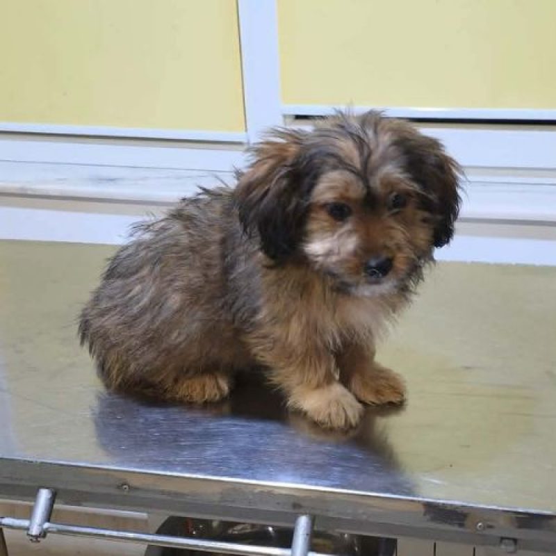 SCOOBY - Chien à adopter - photo 4