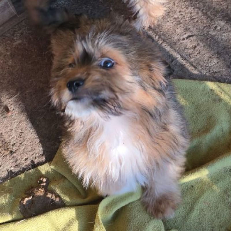 SCOOBY - Chien à adopter - photo 2