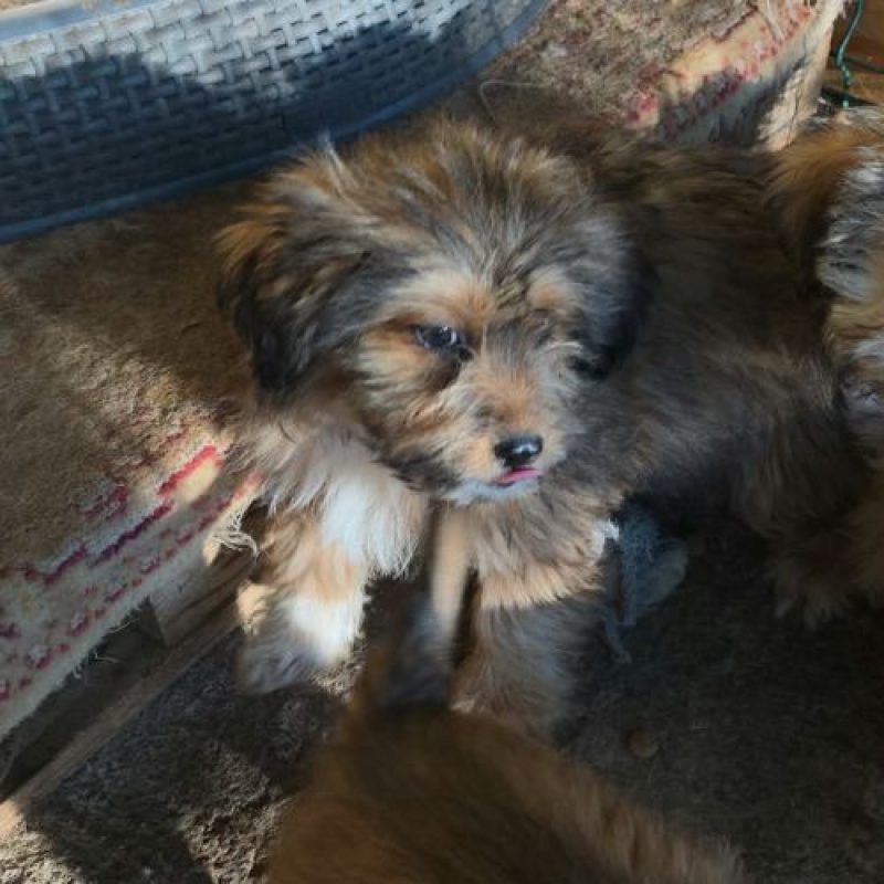 SCOOBY - Chien à adopter