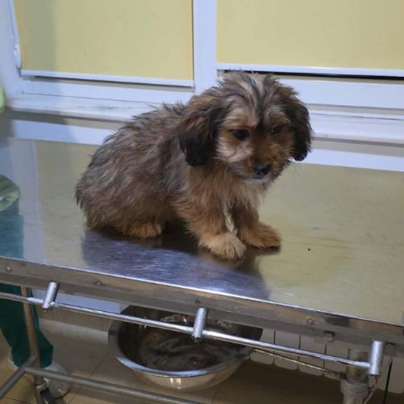 SCOOBY - Chien à adopter - photo 5