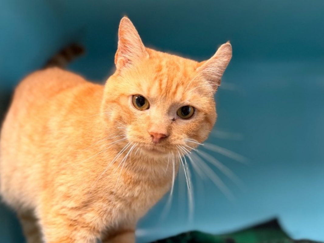 Harri - Chat Européen à adopter
