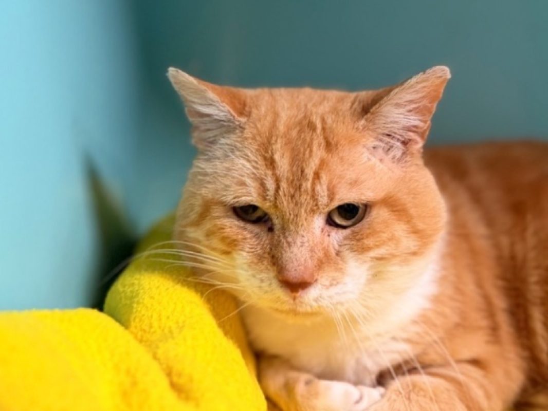 Hubert - Chat Européen à adopter