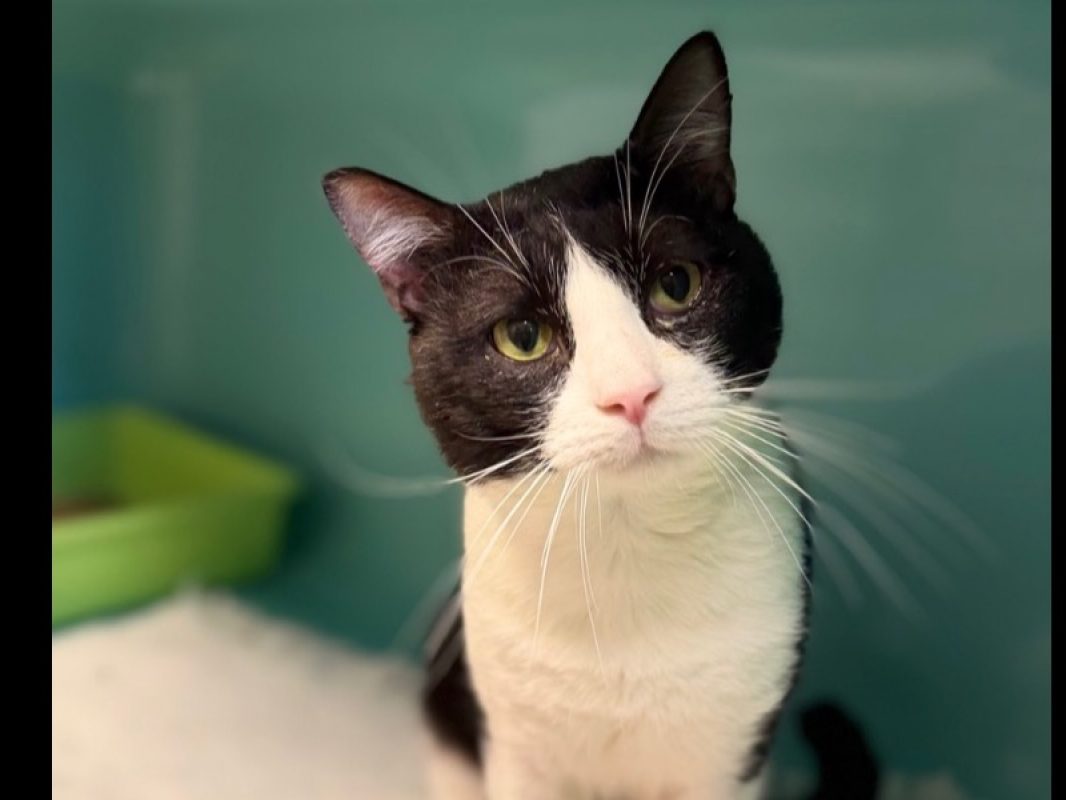 Tao - Chat Européen à adopter