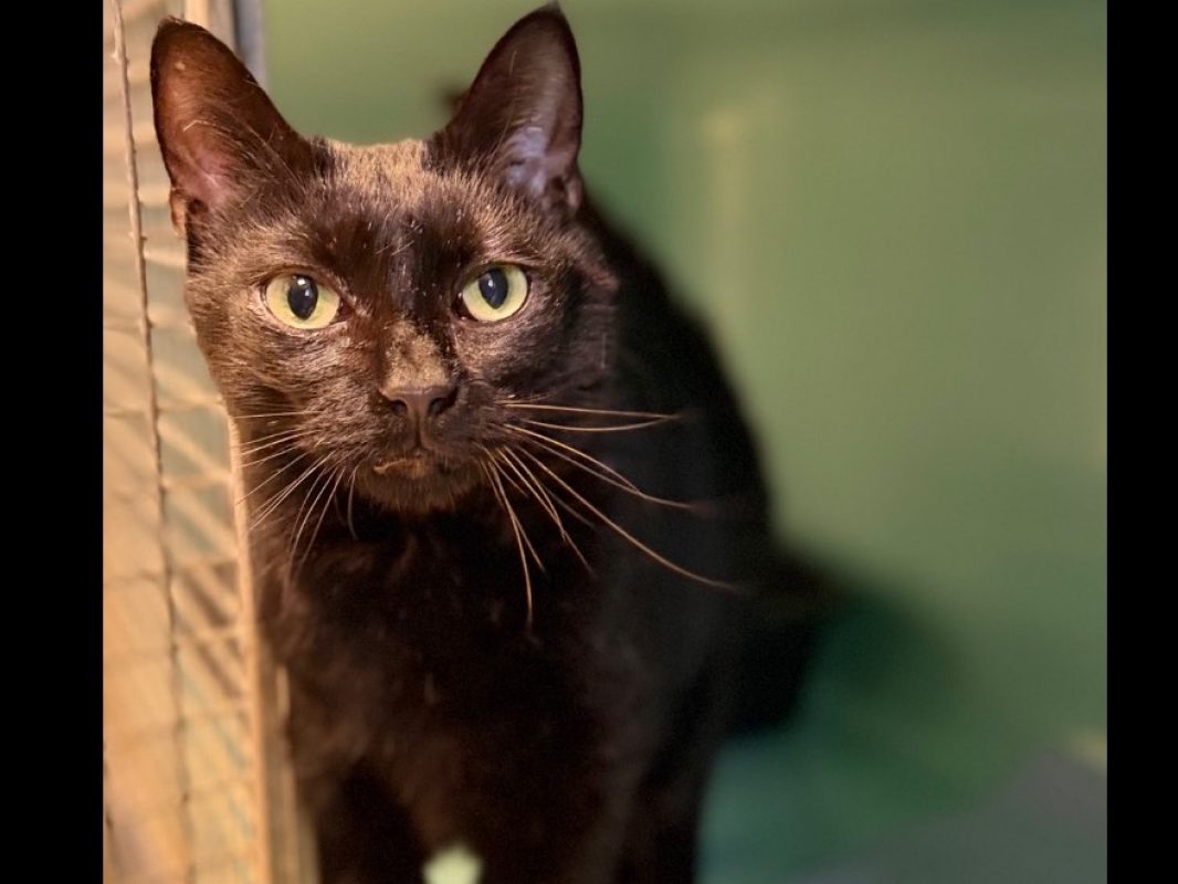 Calisson - Chat Européen à adopter