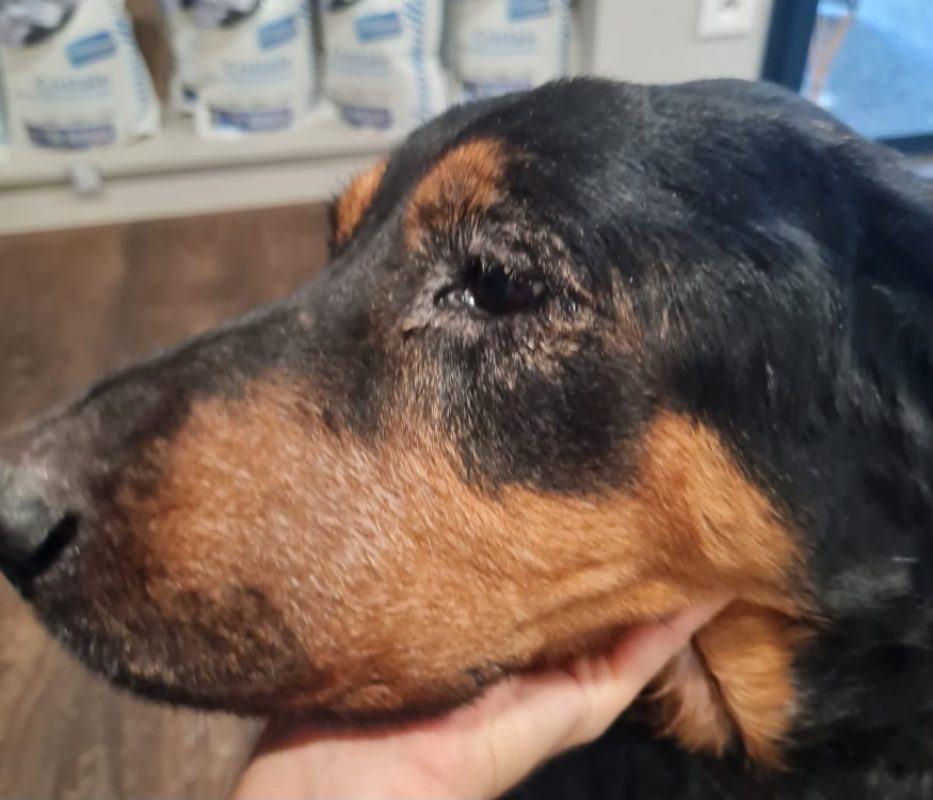 Maya - Chien à adopter